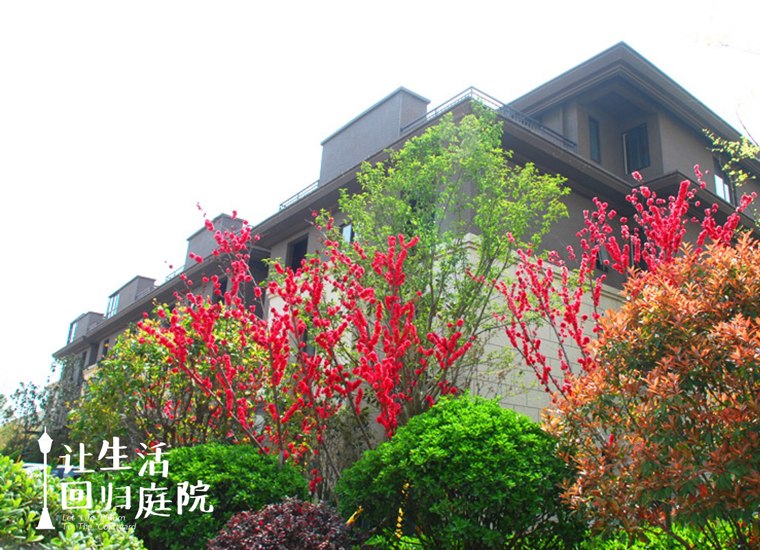 前后张望南阳50年：这样的庭院，，，，，，，很难再有了！